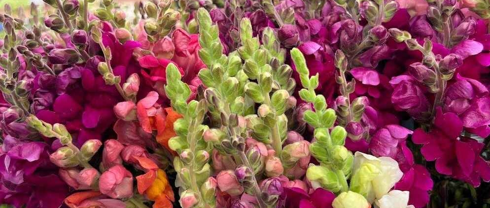 Farmers-Market-Flowers-2